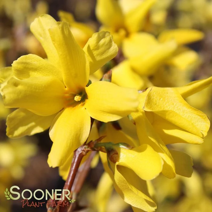 SHOWY BORDER™ FORSYTHIA 5 SHOWY BORDER™ FORSYTHIA - Image 3