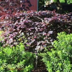 RUBY FALLS WEEPING REDBUD 13 RUBY FALLS WEEPING REDBUD -NatureScape Shop DETA4 2311