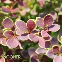 SUNJOY® TANGELO BARBERRY -NatureScape Shop DETA4 2569