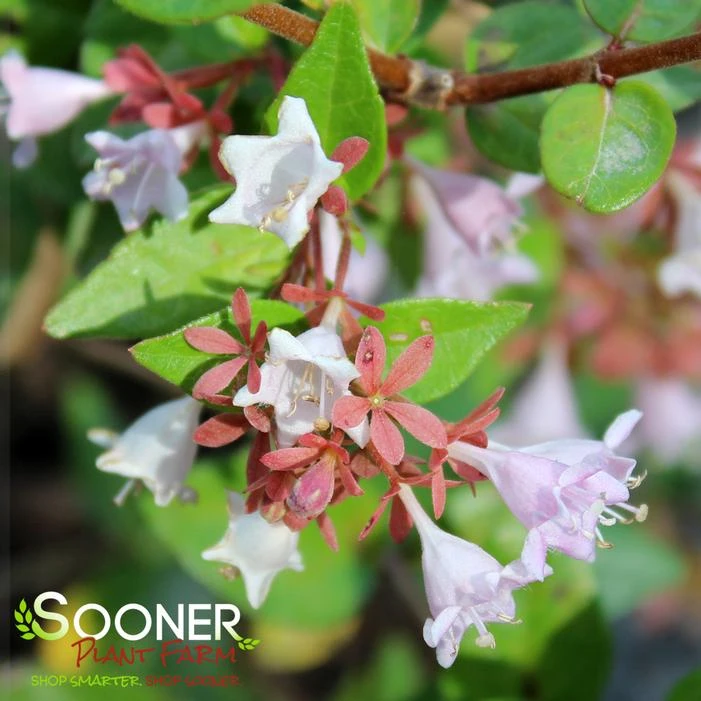 RASPBERRY PROFUSION™ ABELIA 4 RASPBERRY PROFUSION™ ABELIA - Image 2