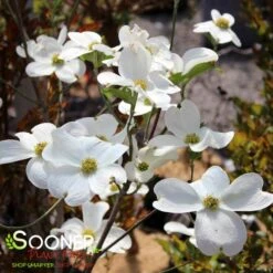 JEAN'S APPALACHIAN SNOW DOGWOOD 9 JEAN'S APPALACHIAN SNOW DOGWOOD -NatureScape Shop DETA4 2978