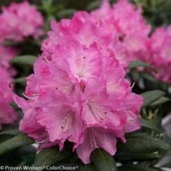 DANDY MAN® PINK RHODODENDRON -NatureScape Shop DETA4 3446
