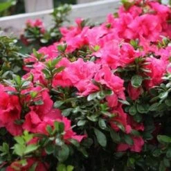 BLOOM-A-THON® HOT PINK AZALEA -NatureScape Shop DETA4 3448