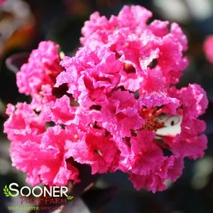 DOUBLE DYNAMITE® CRAPEMYRTLE 5 DOUBLE DYNAMITE® CRAPEMYRTLE - Image 3