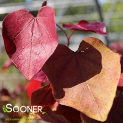 FLAME THROWER® REDBUD 11 FLAME THROWER® REDBUD -NatureScape Shop DETA4 4074