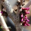 DON EGOLF MINIATURE REDBUD -NatureScape Shop DETA4 430
