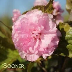 KWANZAN ORNAMENTAL CHERRY -NatureScape Shop DETA4 432