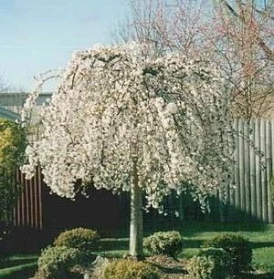 SNOW FOUNTAIN WEEPING FLOWERING CHERRY 6 SNOW FOUNTAIN WEEPING FLOWERING CHERRY - Image 4