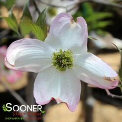 APACHE DOGWOOD -NatureScape Shop DETA4 4700