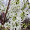 WHITE CHINESE REDBUD -NatureScape Shop DETA4 4777