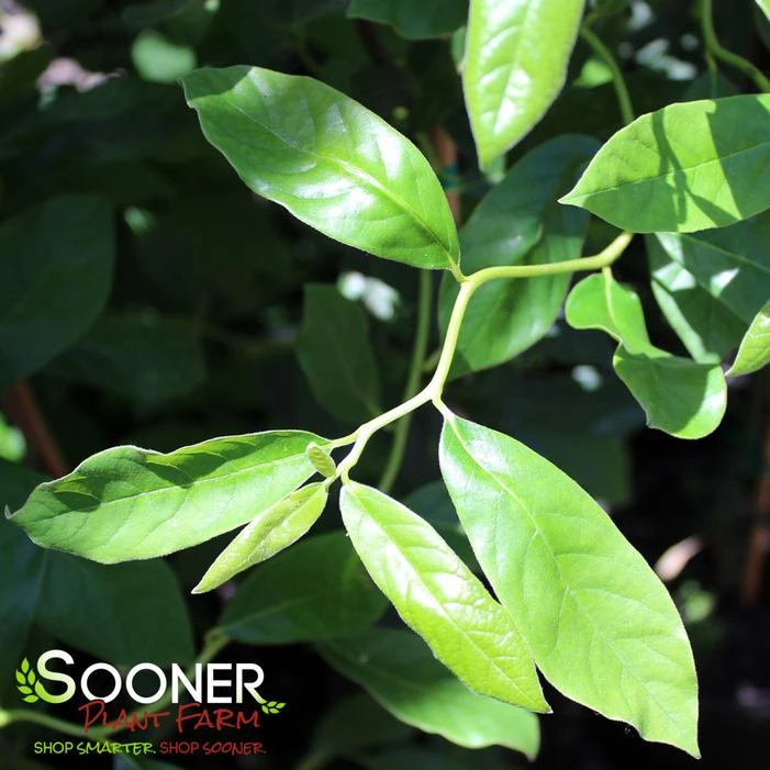 ZYDECO TWIST BLACKGUM 6 ZYDECO TWIST BLACKGUM - Image 4