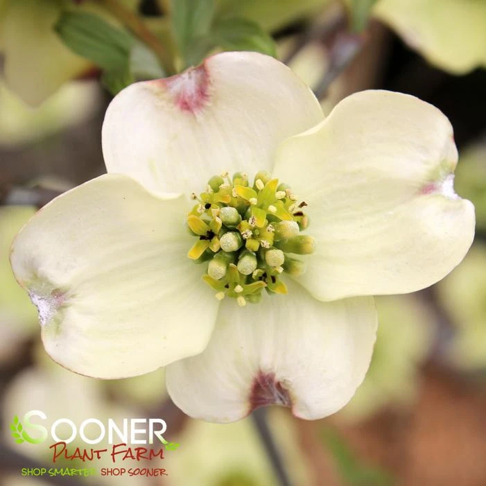 CLOUD 9 DOGWOOD 4 CLOUD 9 DOGWOOD - Image 2