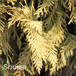 GOLDEN GLOBE ARBORVITAE 9 GOLDEN GLOBE ARBORVITAE -NatureScape Shop DETA4 5189