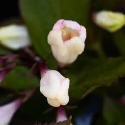 Front Page -NatureScape Shop DETA4 5195