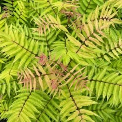 CHERRY ON TOP™ SORBARIA -NatureScape Shop DETA4 5197