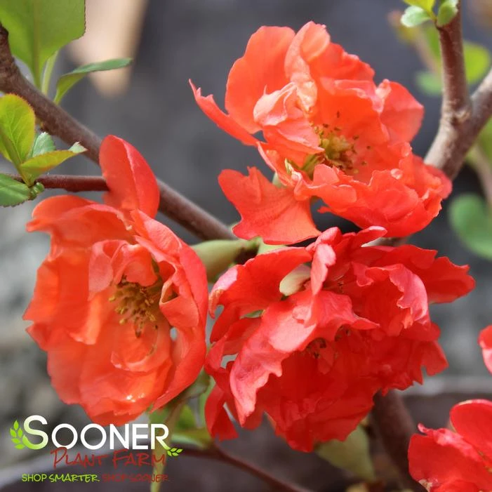 O YASHIMA FLOWERING QUINCE 4 O YASHIMA FLOWERING QUINCE - Image 2