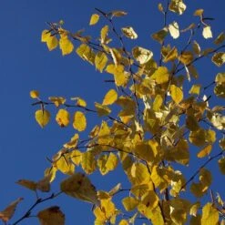 AVALANCHE™ BIRCH -NatureScape Shop DETA4 5285