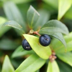 SWEET & LO™ SWEET BOX -NatureScape Shop DETA4 5302