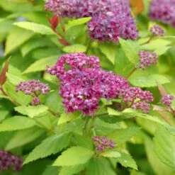 DOUBLE PLAY® DOLLY™ SPIRAEA 12 DOUBLE PLAY® DOLLY™ SPIRAEA -NatureScape Shop DETA4 5303