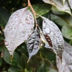 NIGHTFALL® WEEPING JAPANESE SNOWBELL -NatureScape Shop DETA4 5476
