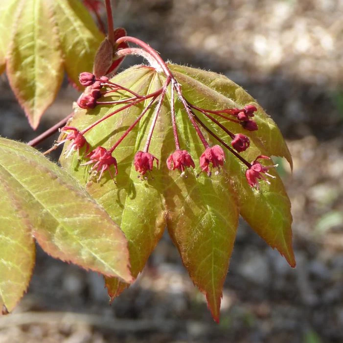 MORNING STARBURST™ VINE MAPLE 4 MORNING STARBURST™ VINE MAPLE - Image 2