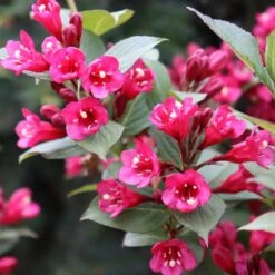 SONIC BLOOM® PUNCH™ WEIGELA 9 SONIC BLOOM® PUNCH™ WEIGELA -NatureScape Shop DETA4 5751