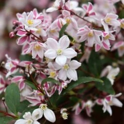 YUKI KABUKI™ DEUTZIA 9 YUKI KABUKI™ DEUTZIA -NatureScape Shop DETA4 5762