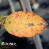 AUTUMN BRILLIANCE® SERVICEBERRY -NatureScape Shop DETA4 6