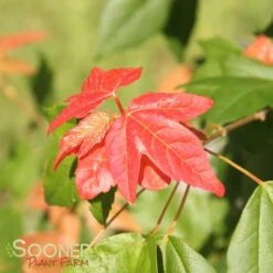 TRIDENT MAPLE -NatureScape Shop DETA4 74