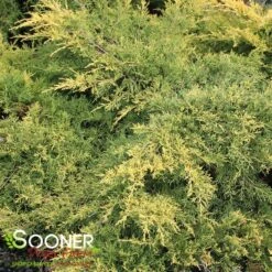 SAYBROOK GOLD® JUNIPER 8 SAYBROOK GOLD® JUNIPER -NatureScape Shop DETA4 877