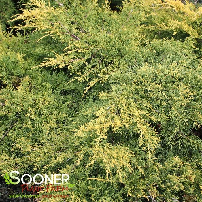 SAYBROOK GOLD® JUNIPER 5 SAYBROOK GOLD® JUNIPER - Image 3