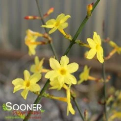 WINTER JASMINE -NatureScape Shop DETA4 992