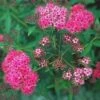 ANTHONY WATERER RED SPIRAEA -NatureScape Shop DETA5 1046