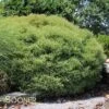 MR. BOWLING BALL ARBORVITAE -NatureScape Shop DETA5 1093