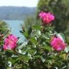 POCOMOKE CRAPEMYRTLE -NatureScape Shop DETA5 1196