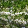 JAPANESE SNOWBELL -NatureScape Shop DETA5 1271