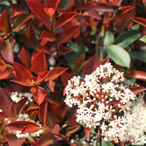FIREBALL RED™ PHOTINIA 5 FIREBALL RED™ PHOTINIA - Image 3