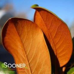 TEDDY BEAR® MAGNOLIA 10 TEDDY BEAR® MAGNOLIA -NatureScape Shop DETA5 144