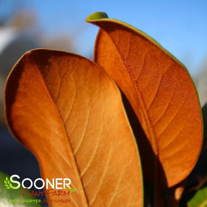 TEDDY BEAR® MAGNOLIA 6 TEDDY BEAR® MAGNOLIA - Image 4