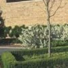 CHICAGOLAND GREEN® BOXWOOD 2 CHICAGOLAND GREEN® BOXWOOD -NatureScape Shop DETA5 1567