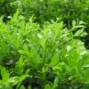 GREEN BORDERS™ BOXWOOD 2 GREEN BORDERS™ BOXWOOD -NatureScape Shop DETA5 1570