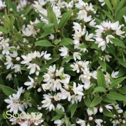 NIKKO SLENDER DEUTZIA -NatureScape Shop DETA5 1581