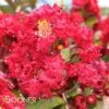 DYNAMITE® CRAPEMYRTLE -NatureScape Shop DETA5 161