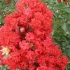 RED ROCKET® CRAPEMYRTLE -NatureScape Shop DETA5 164