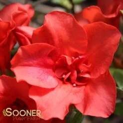 AUTUMN EMBERS® ENCORE® AZALEA 7 AUTUMN EMBERS® ENCORE® AZALEA -NatureScape Shop DETA5 181