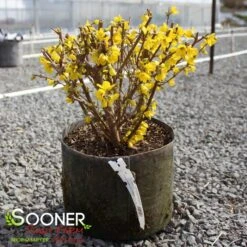 SHOW OFF® FORSYTHIA -NatureScape Shop DETA5 2068