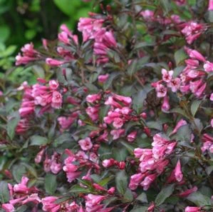 FINE WINE® WEIGELA 3 FINE WINE® WEIGELA