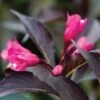 SPILLED WINE® WEIGELA 1 SPILLED WINE® WEIGELA -NatureScape Shop DETA5 2111