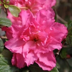 BLOOM-A-THON® PINK DOUBLE AZALEA -NatureScape Shop DETA5 2242