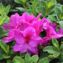 BLOOM-A-THON® LAVENDER AZALEA -NatureScape Shop DETA5 2243